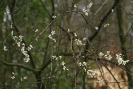 Prunus spinosa Sleedoorn bestellen